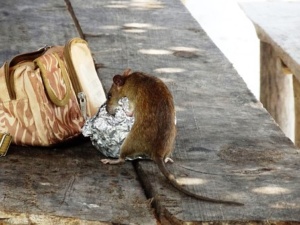 rat zappers