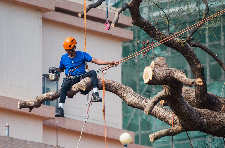 an arborist